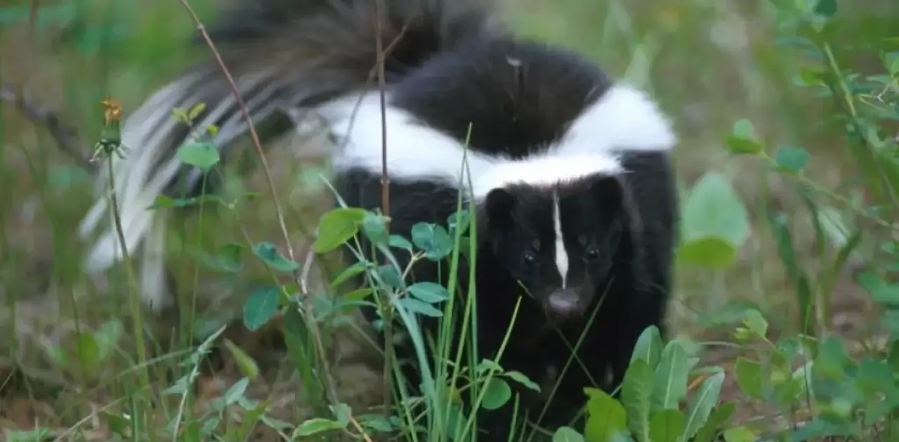 How-To-Get-Lingering-Skunk-Smell-Out-Of-House.